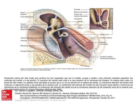 Proyección interna del oído medio que contiene los tres huesecillos que son el martillo, yunque y estribo y dos músculos estriados pequeños (los músculos.