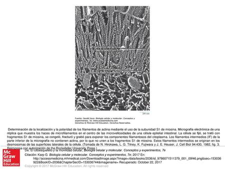 Determinación de la localización y la polaridad de los filamentos de actina mediante el uso de la subunidad S1 de miosina. Micrografía electrónica de una.