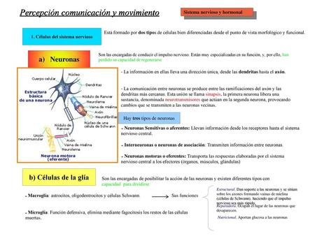 1. Células del sistema nervioso