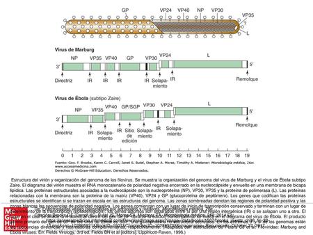 Estructura del virión y organización del genoma de los filovirus