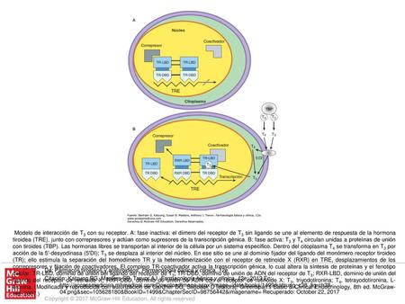 Modelo de interacción de T3 con su receptor