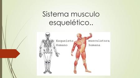 Sistema musculo esquelético..