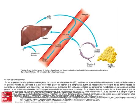 En los adipocitos, la principal reserva energética del cuerpo, los triacilgliceroles (TG) se sintetizan a partir de los ácidos grasos obtenidos de la sangre.