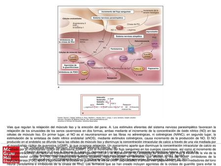 Vías que regulan la relajación del músculo liso y la erección del pene