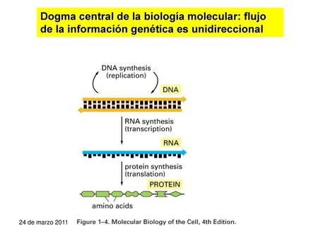 Dogma central de la biología molecular: flujo de la información genética es unidireccional 24 de marzo 2011.