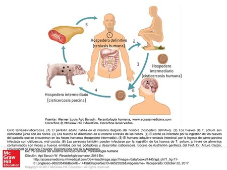 Ciclo teniasis/cisticercosis