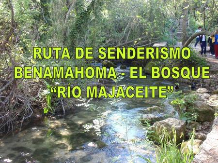 RUTA DE SENDERISMO BENAMAHOMA - EL BOSQUE “RÍO MAJACEITE”