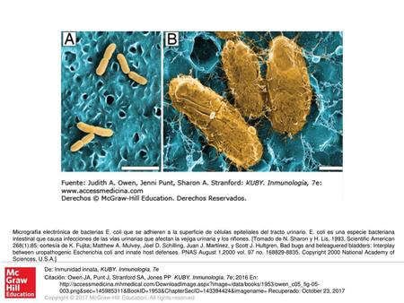 Micrografía electrónica de bacterias E