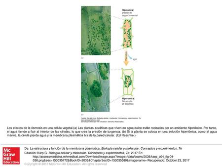 Los efectos de la ósmosis en una célula vegetal