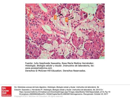 De: Glándulas anexas del tubo digestivo, Histología