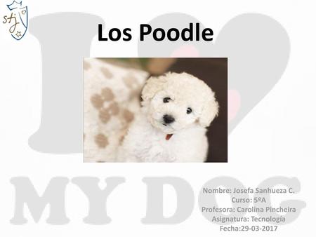Los Poodle Nombre: Josefa Sanhueza C. Curso: 5ºA