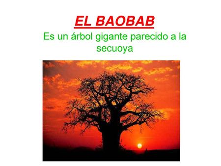 Es un árbol gigante parecido a la secuoya