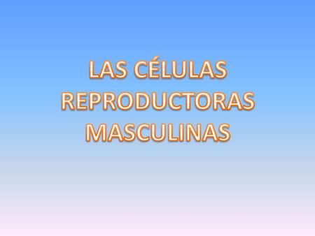LAS CÉLULAS REPRODUCTORAS MASCULINAS