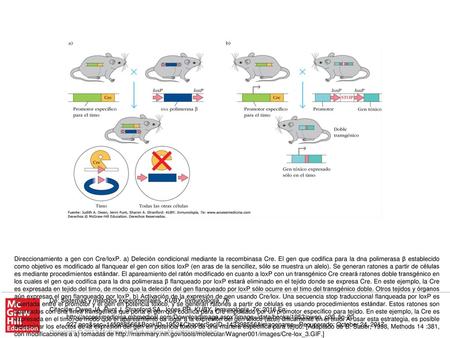 Direccionamiento a gen con Cre/loxP