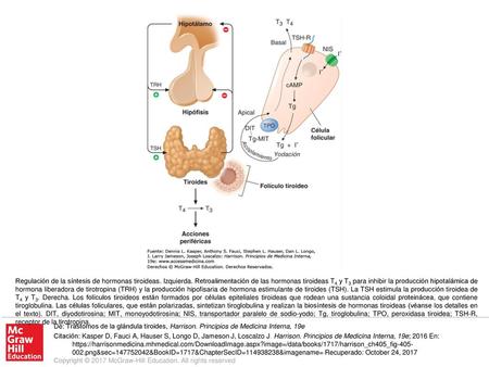 Regulación de la síntesis de hormonas tiroideas. Izquierda