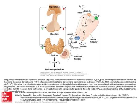 Regulación de la síntesis de hormonas tiroideas. Izquierda
