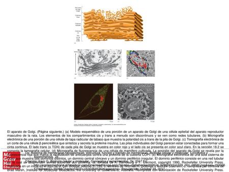 El aparato de Golgi. (Página siguiente