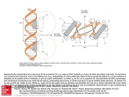 Representación esquemática de la estructura 3D de la proteína Cro y su unión al DNA mediante su motivo de hélice-giro-hélice (izquierda). El monómero Cro.