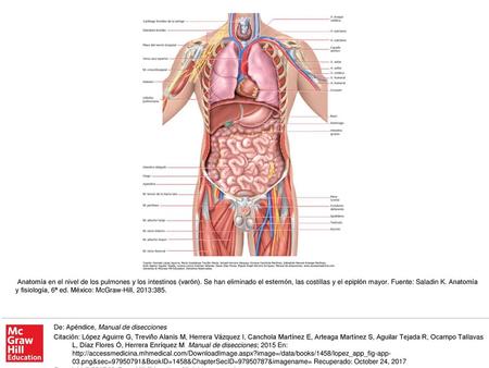 Anatomía en el nivel de los pulmones y los intestinos (varón)