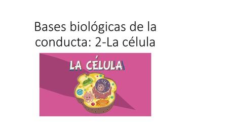 Bases biológicas de la conducta: 2-La célula