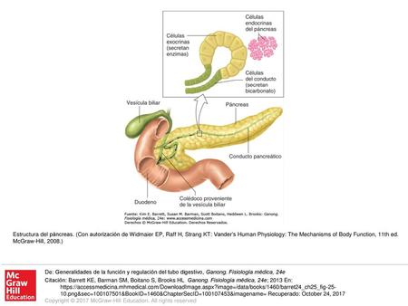 Estructura del páncreas
