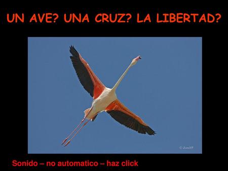 UN AVE? UNA CRUZ? LA LIBERTAD?