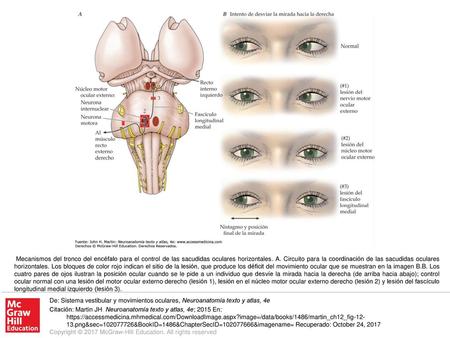 Mecanismos del tronco del encéfalo para el control de las sacudidas oculares horizontales. A. Circuito para la coordinación de las sacudidas oculares horizontales.