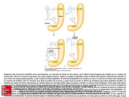 Diagrama del mecanismo catalítico de la quimotripsina