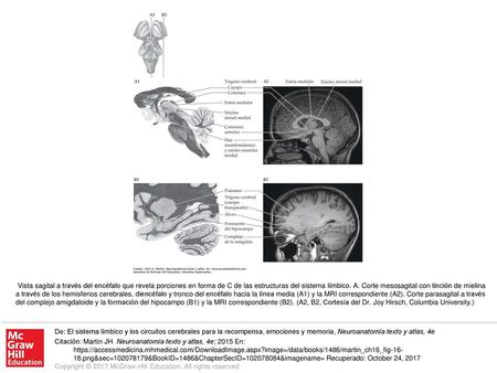 Vista sagital a través del encéfalo que revela porciones en forma de C de las estructuras del sistema límbico. A. Corte mesosagital con tinción de mielina.