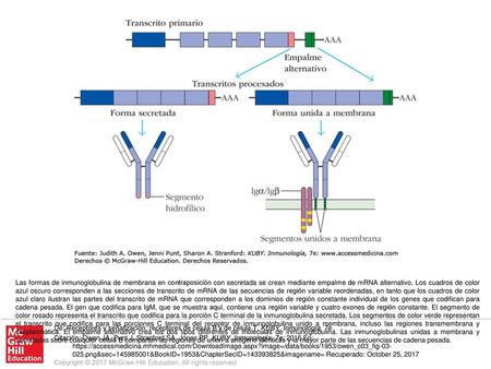 Las formas de inmunoglobulina de membrana en contraposición con secretada se crean mediante empalme de mRNA alternativo. Los cuadros de color azul oscuro.