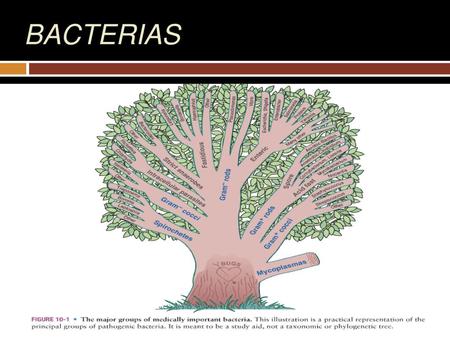 BACTERIAS.