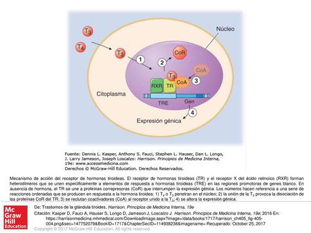 Mecanismo de acción del receptor de hormonas tiroideas