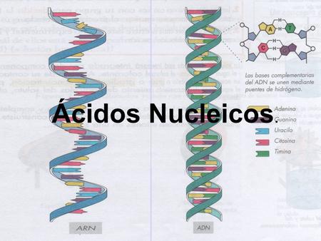 Ácidos Nucleicos.. Son las moléculas portadoras del mensaje genético de todos los organismos. Se trata de moléculas complejas formadas por la unión de.