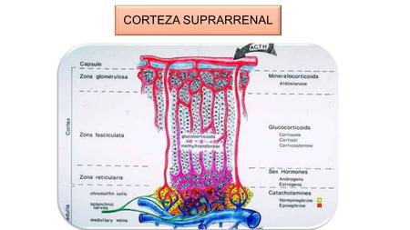 CORTEZA SUPRARRENAL. GLUCOCORTICOIDESMINERALOCORTICOIDES Hormonas producidas por la corteza adrenal.
