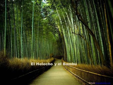 El Helecho y el Bambú Difunde AvanzaPorMas.com.
