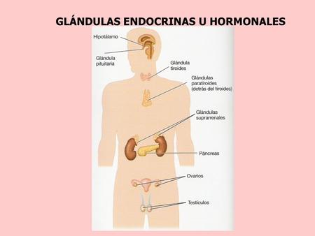 GLÁNDULAS ENDOCRINAS U HORMONALES