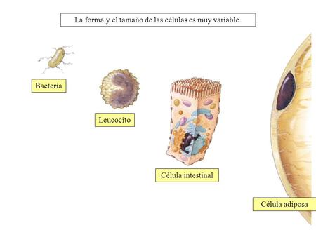La forma y el tamaño de las células es muy variable. Bacteria Leucocito Célula intestinal Célula adiposa.