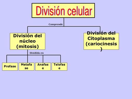División del núcleo (mitosis) División del Citoplasma (cariocinesis ) Profase Metafa se Anafas e Telofas e Comprende Dividida en.