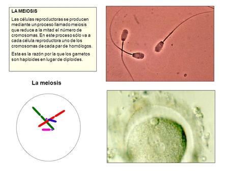 LA MEIOSIS Las células reproductoras se producen mediante un proceso llamado meiosis que reduce a la mitad el número de cromosomas. En este proceso sólo.