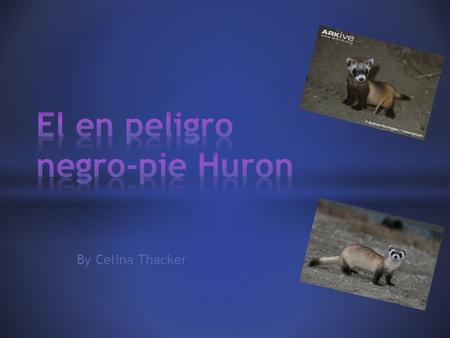 By Celina Thacker. * Negro pie Huron's habitat * El Hurons habitat es en Arizona. Tambien en partes de Texas. Tambien es en lugares como montana y muchos.