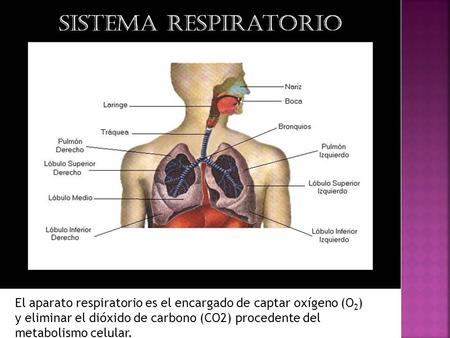 El aparato respiratorio es el encargado de captar oxígeno (O2) y eliminar el dióxido de carbono (CO2) procedente del metabolismo celular.