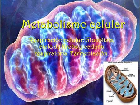 Metabolismo celular Respiración celular: Glucólisis, ciclo de Krebs y cadena respiratoria. Fermentación.
