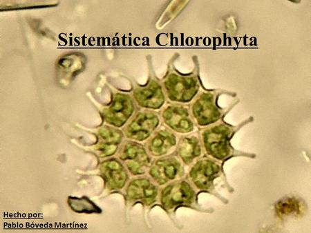 Sistemática Chlorophyta