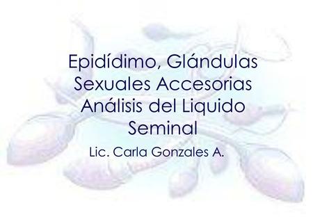 Epidídimo, Glándulas Sexuales Accesorias Análisis del Liquido Seminal