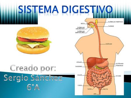 Sistema digestivo Creado por: Sergio Sánchez 6°A.