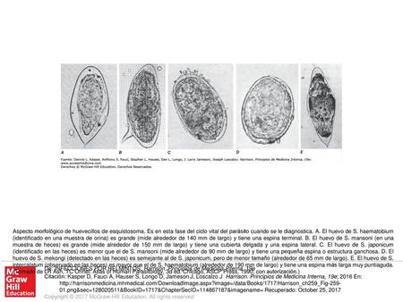 Aspecto morfológico de huevecillos de esquistosoma