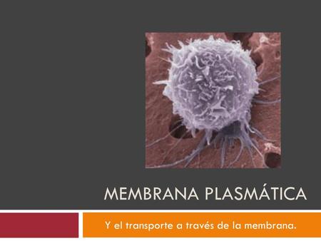 Y el transporte a través de la membrana.