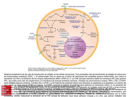 Objetivos terapéuticos de las vías de transducción de señales en las células cancerosas. Tres principales vías de transducción de señales se activan por.