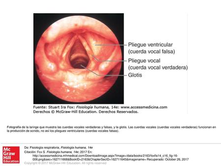 Fotografía de la laringe que muestra las cuerdas vocales verdaderas y falsas, y la glotis. Las cuerdas vocales (cuerdas vocales verdaderas) funcionan en.