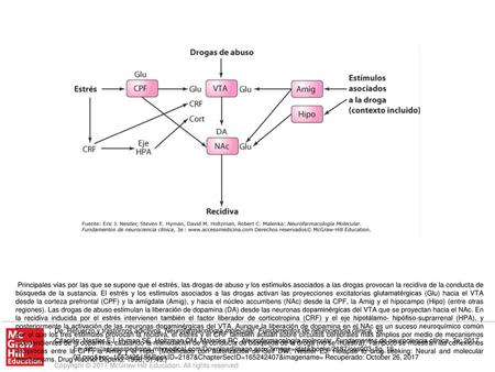 Principales vías por las que se supone que el estrés, las drogas de abuso y los estímulos asociados a las drogas provocan la recidiva de la conducta de.